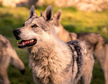 Dog looking away while standing on field