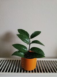 Close-up of potted plant on table