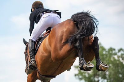 Horse jumping, equestrian sports, show jumping competition themed photograph.