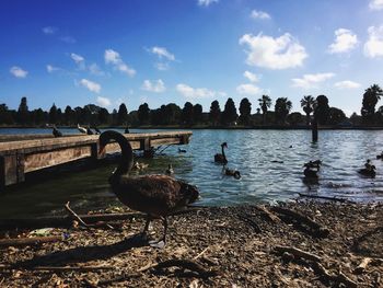 Swans swimming in lake against sky