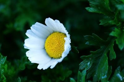 Close-up of white flowering plant