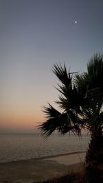 Palm trees at beach against sky during sunset