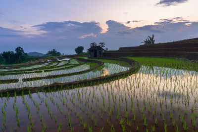 Scenic view of agricultural field against sky