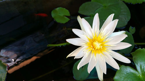 Close-up of white water lily