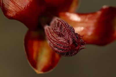 Close-up of red flower