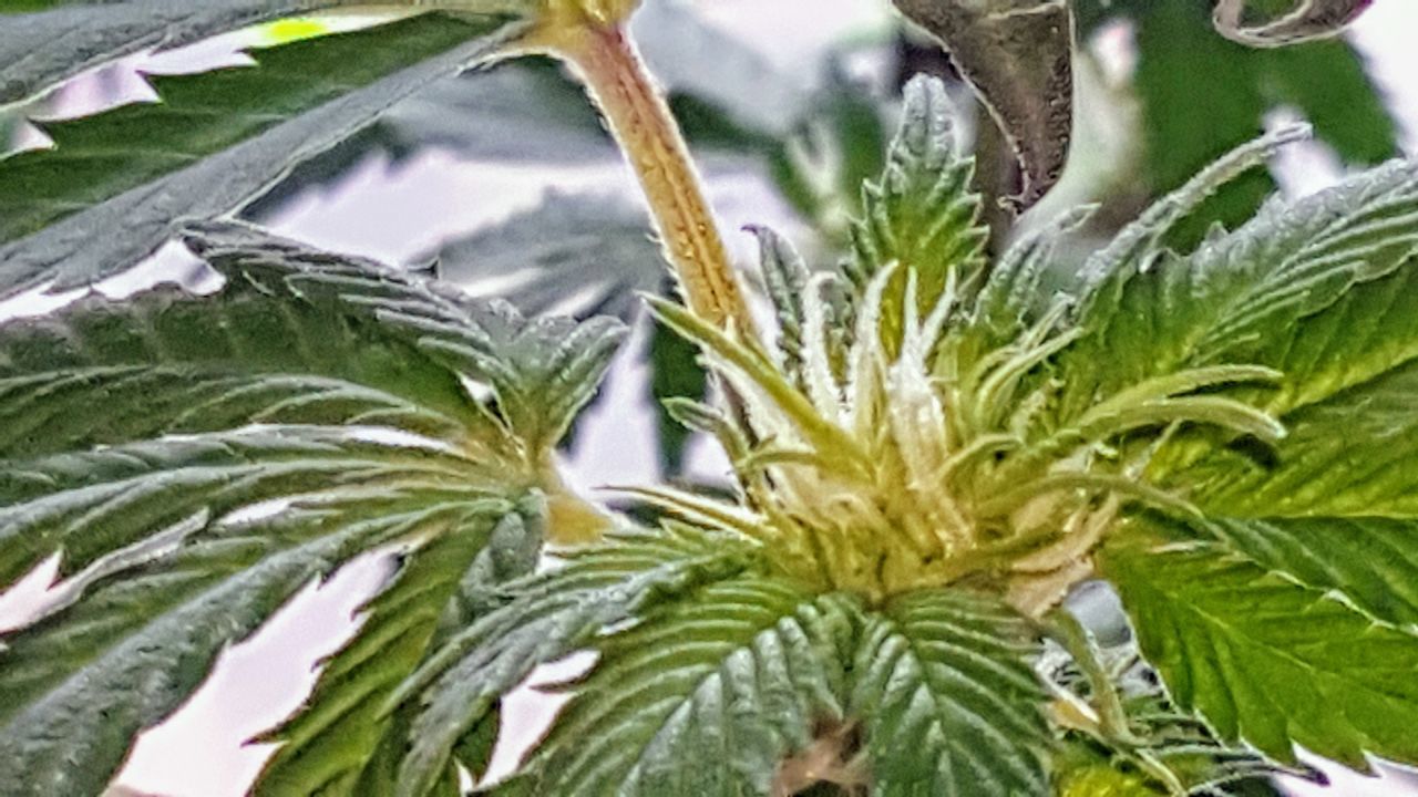 CLOSE-UP OF FRESH GREEN PLANT