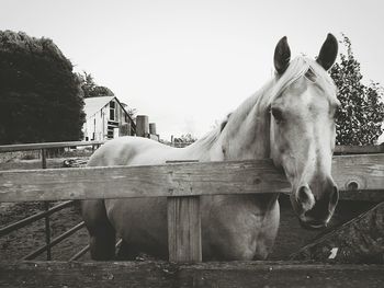 Horse standing by fence on field against sky