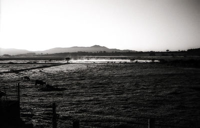 Scenic view of agricultural field against clear sky