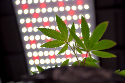 Close-up of green leaves on plant