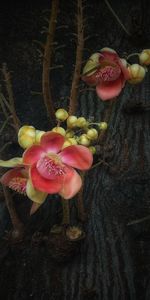 Close-up of pink flower on plant