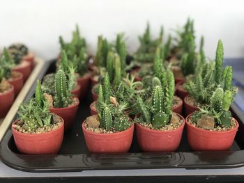 Close-up of potted plants