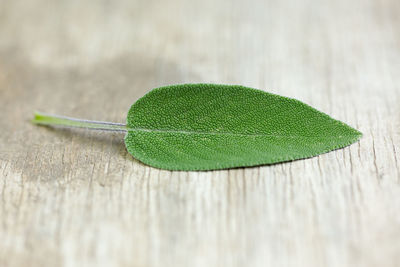 Close-up of green leaf on wooden table