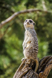 Close-up of a squirrel on tree