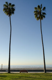 Palm trees on beach against clear sky