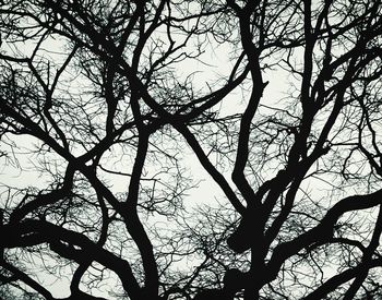 Low angle view of bare trees against sky