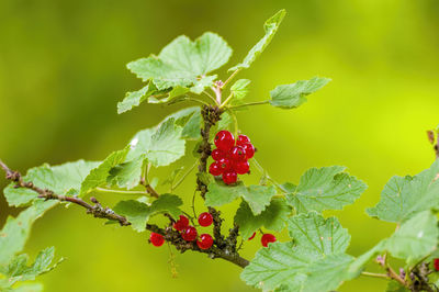 Close-up of red berries growing on plant