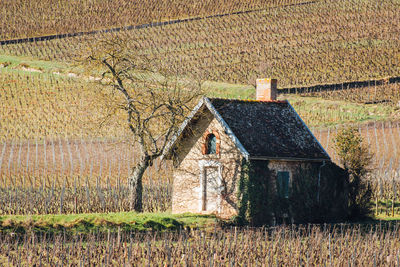 House on field by tree during autumn. house in vineyards by tree during winter 