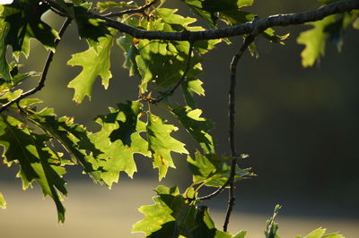 Low angle view of leaves on branch