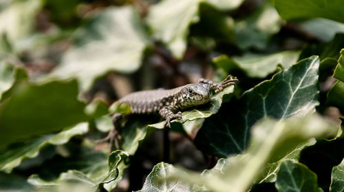 Close-up of lizard on leaf