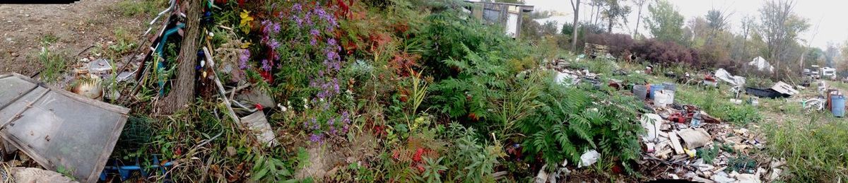 Panoramic view of flowers blooming on tree