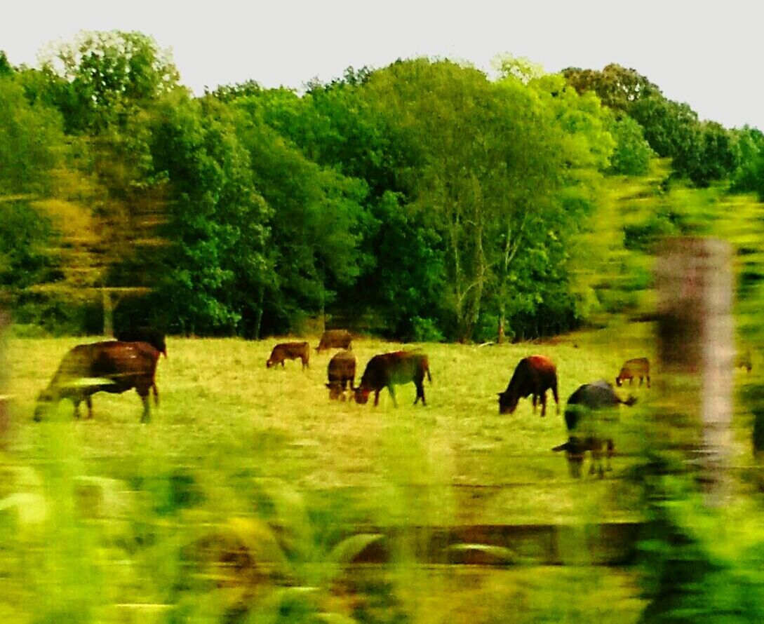 animal, animal themes, mammal, group of animals, plant, tree, domestic animals, domestic, livestock, vertebrate, animal wildlife, pets, land, field, blurred motion, nature, no people, motion, day, grazing, herbivorous, outdoors, herd