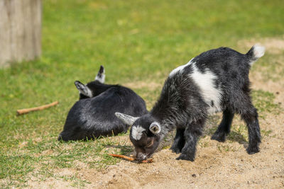 Two dogs on a field