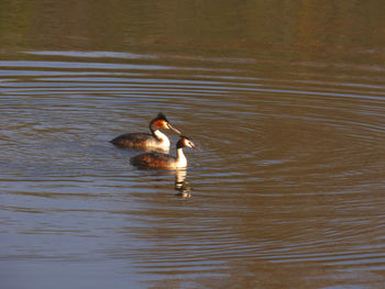 Duck swimming in lake