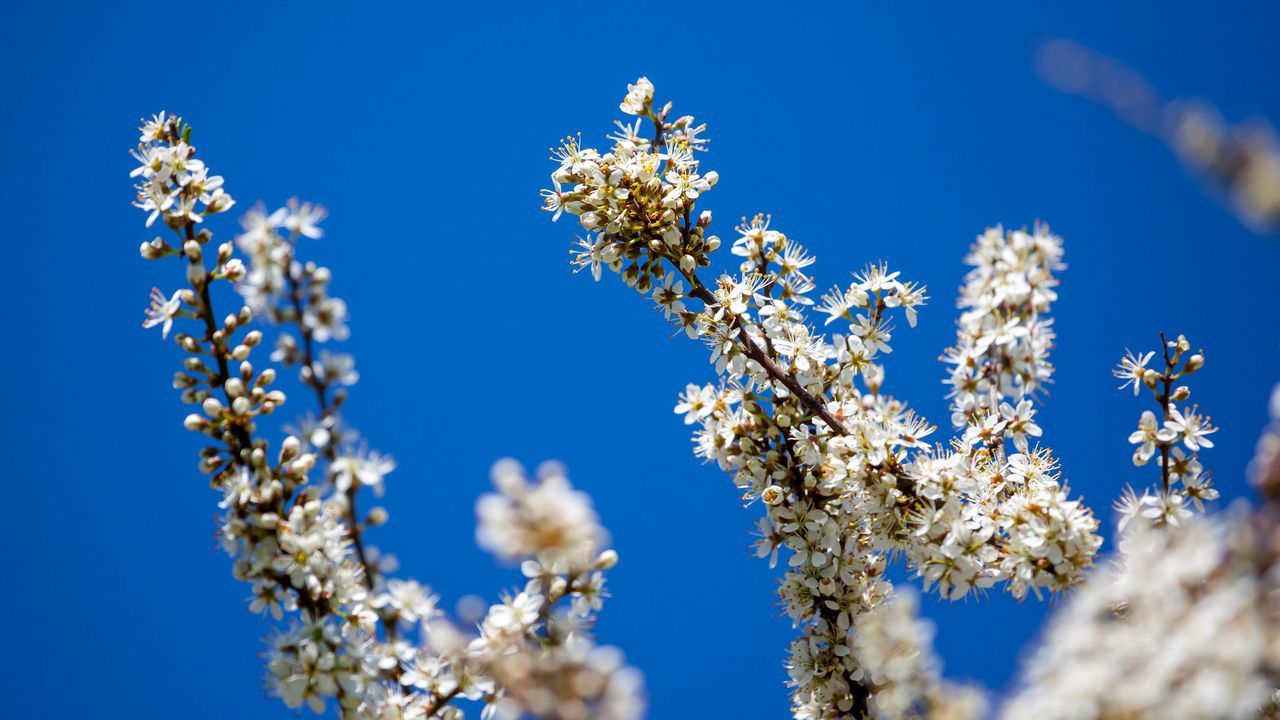 plant, flowering plant, fragility, flower, blue, freshness, beauty in nature, sky, vulnerability, growth, low angle view, close-up, nature, white color, no people, springtime, day, clear sky, blossom, focus on foreground, outdoors, flower head, cherry blossom