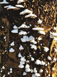 Close-up of snow on road