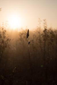 Close-up of stalks on field against sunset