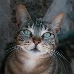 Close-up portrait of cat