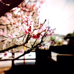 Close-up of cherry blossoms