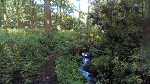 Scenic view of waterfall amidst trees in forest