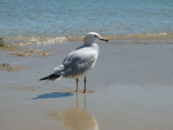 Bird perching on beach