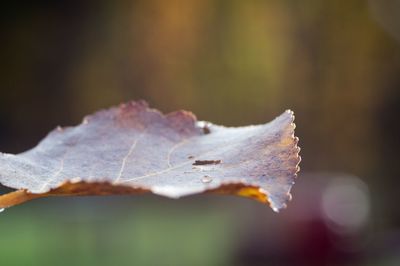 Close-up of dry maple leaf during autumn