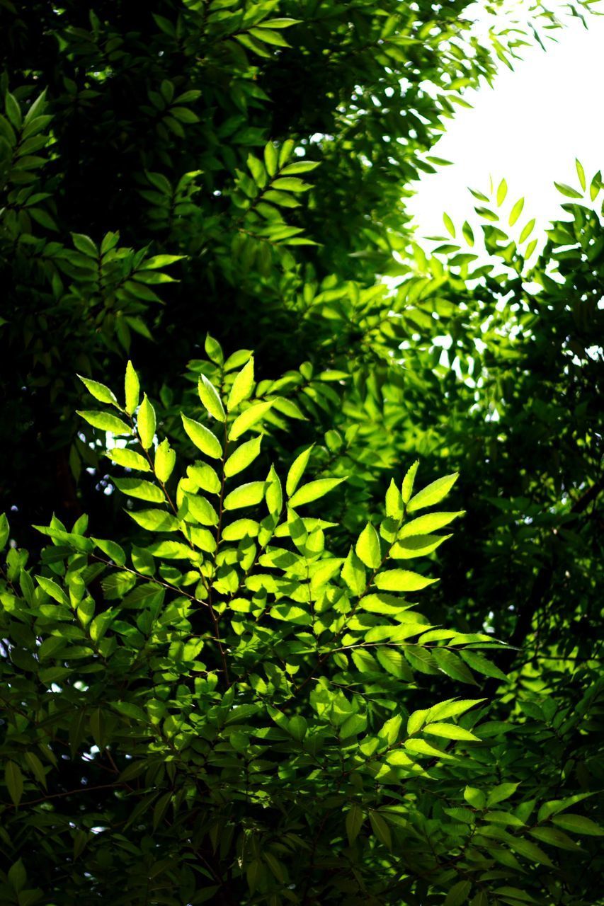 CLOSE-UP OF TREE LEAVES