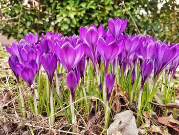 Close-up of purple flowers