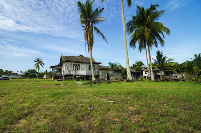 Palm trees on field against sky