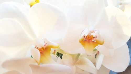 Close-up of white flowers