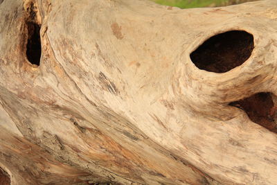 Full frame shot of tree trunk
