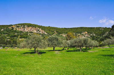 Trees on field against clear blue sky