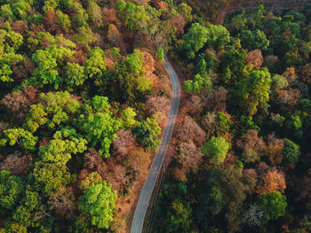 High angle view of road amidst trees in forest