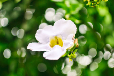 Close-up of white flower blooming outdoors