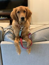 Portrait of dog sitting at home