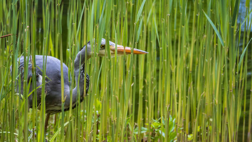 View of a bird