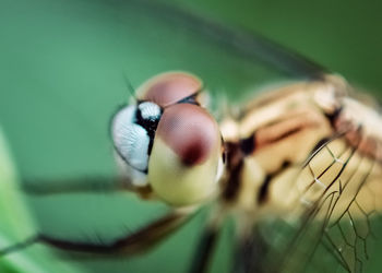 Close-up of fly