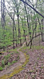 Trees in forest