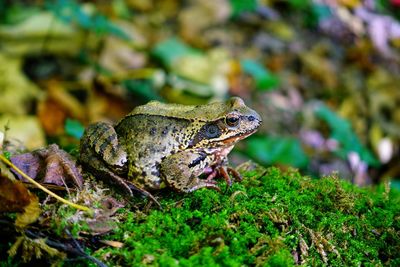 Close-up of frog on plant