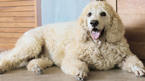 Portrait of dog sitting on floor