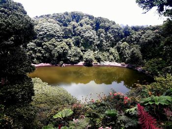 Scenic view of lake in forest